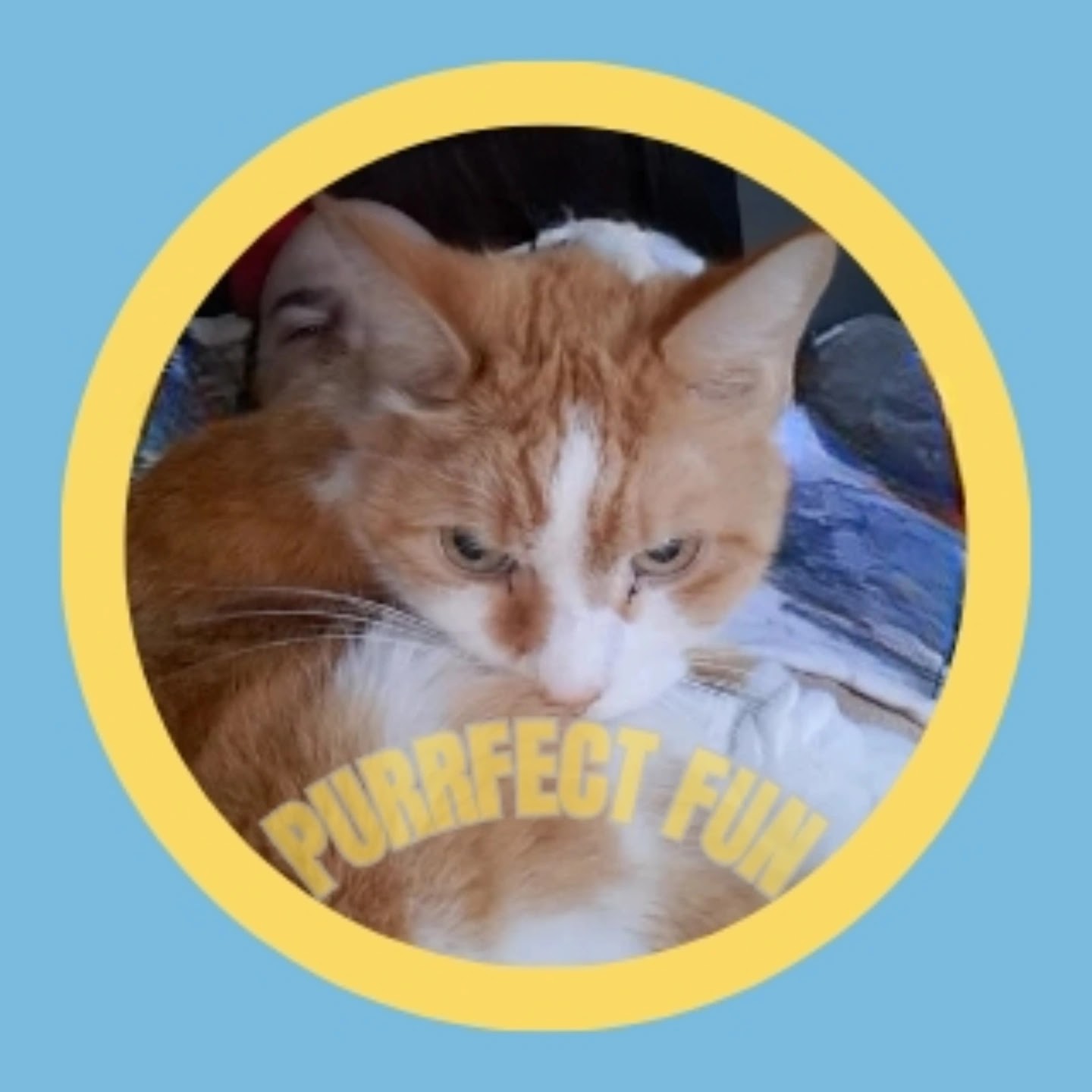 Purrfect Fun 