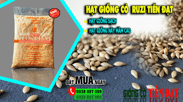 Hạt giống cỏ ruzi - Gói trọng lượng 1kg, 25kg,500g