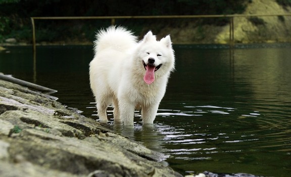 Samoyed is among the most beautiful dog as well as one of the most expensive dog breeds in the world.