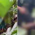 Jovem tenta matar namorada de 14 anos em Manaus