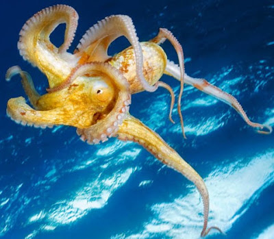 Cephalopods mean head-legs, as they have limbs that continue from their heads.