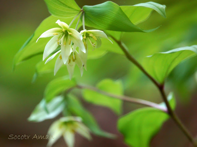 Disporum smilacinum