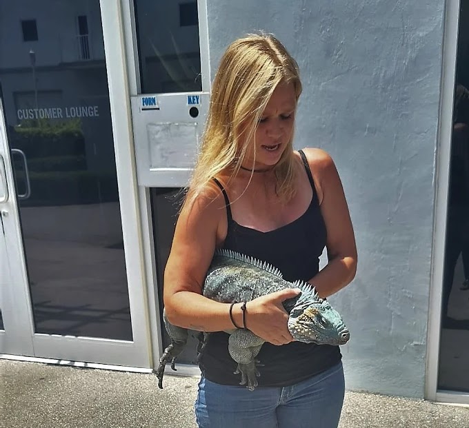 Islas Caimán: Iguana azul fugitiva es capturada en George Town