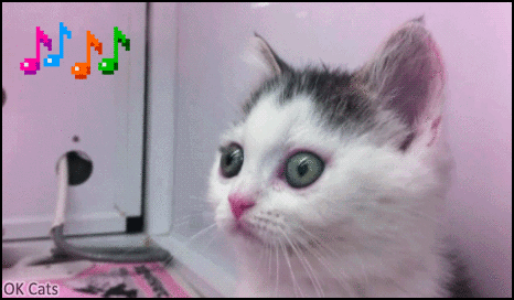 Art Cat GIF • Funny and cute kitten vibing to musical beat. He really loves music of humans [ok-cats.com]