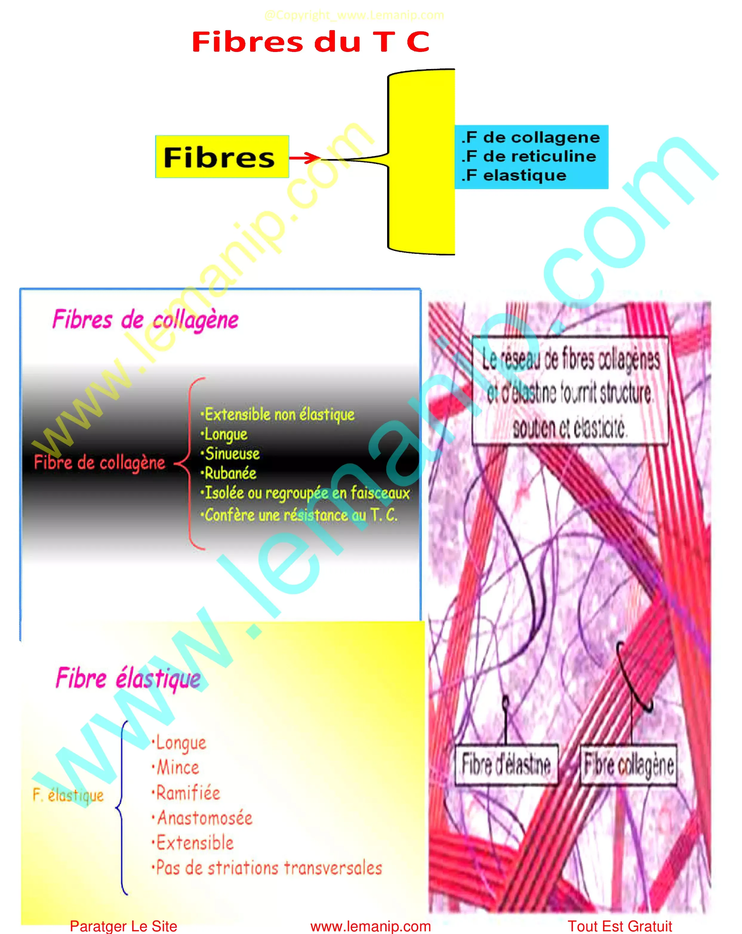 Fibres du Tissu Conjonctif