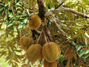  Mengenal Kearifan Buah Durian Lokal, Buah Ikonik Indonesia!