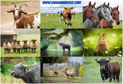 10 contoh hewan herbivora