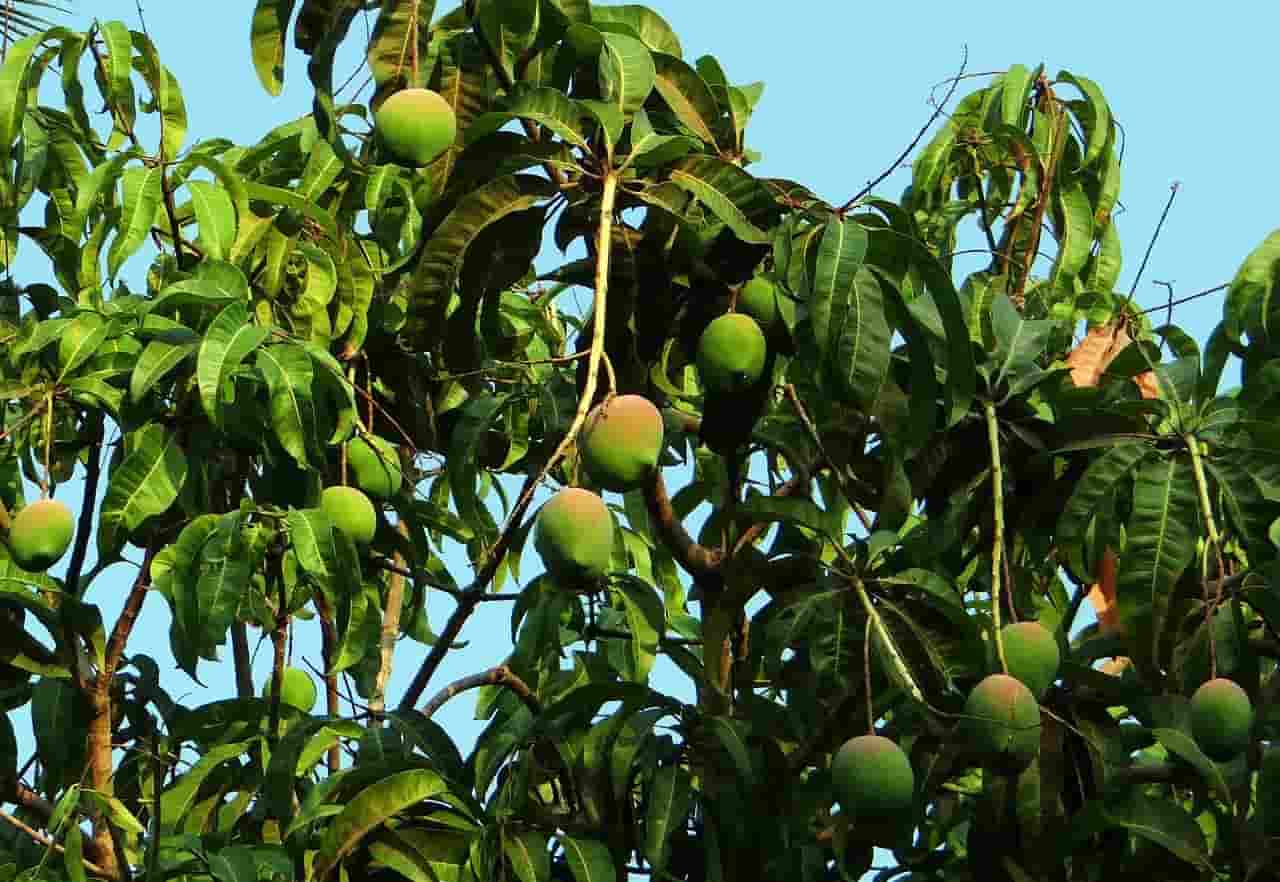 mango in hindi, mango ka hindi, mango benefits in hindi, history of mango in hindi, about mango tree in hindi, mango tree history in hindi