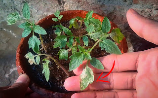 Leaf-Minors-on-Tomato-leaves