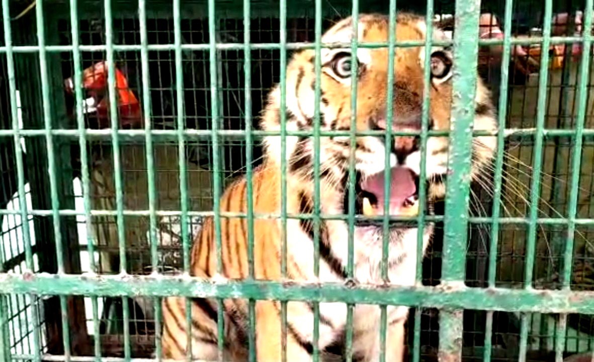 Tigers-of-the-Sundarbans-in-cages