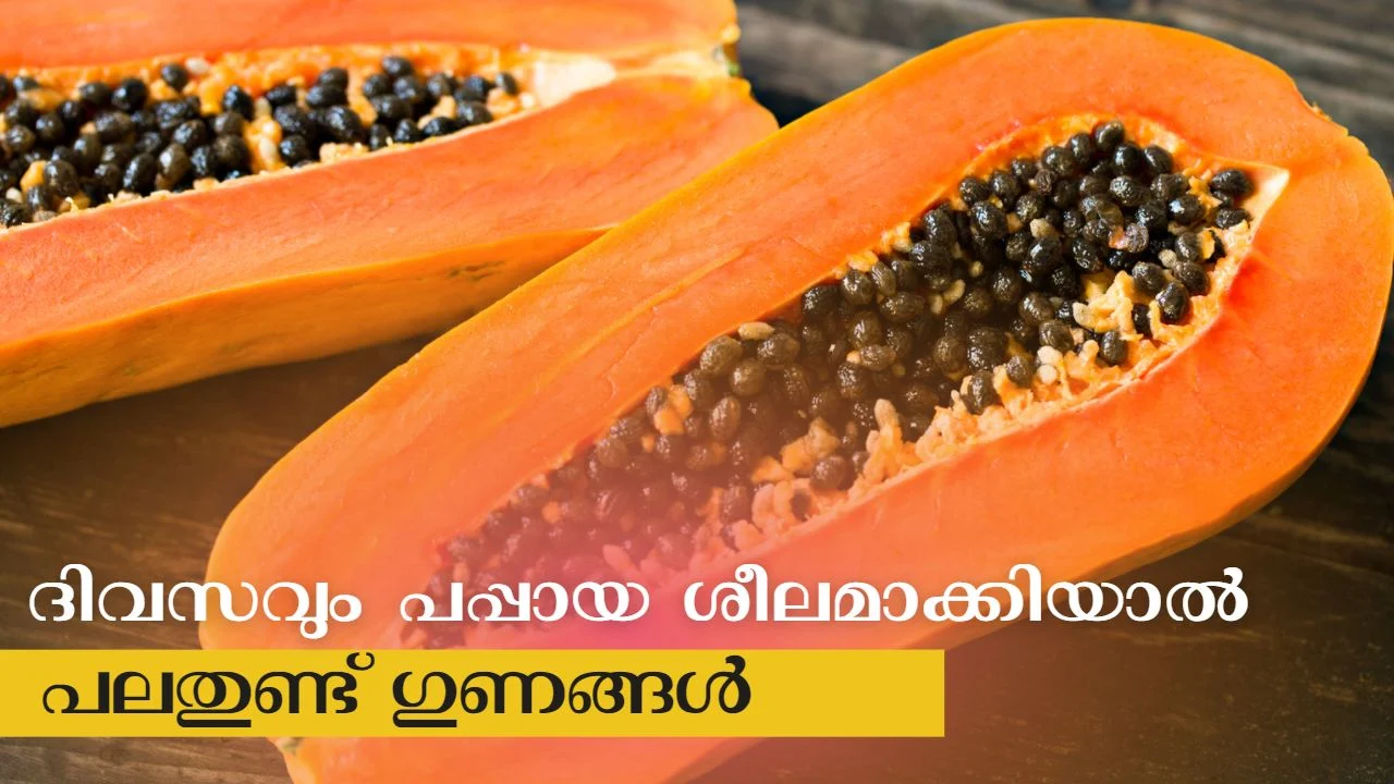 പപ്പായയുടെ ഗുണങ്ങൾ,പഴുത്ത പപ്പായയുടെ ആരോഗ്യ ഗുണങ്ങൾ,പപ്പായ ഗുണങ്ങള്,പപ്പായ ഇലയുടെ ഗുണങ്ങൾ,പപ്പായ ഗുണങ്ങൾ,പപ്പായയുടെ 10 ഗുണങ്ങൾ അറിയാം health benefits of papayas,പപ്പായ ഇല കഴിച്ചാൽ എന്തൊക്കെ ഗുണങ്ങൾ ലഭിക്കും,പപ്പായയുടെ ഗുണങ്ങൾ. benifits of pappaya..a&b vlog tips in malayalam.,പപ്പായ ഉണ്ടാക്കുന്ന ആരോഗ്യ ഗുണങ്ങൾ എന്തെല്ലാം,പപ്പായ,പപ്പായ ഇല,#പപ്പായ#ആയുർവേദം,കപ്പളങ്ങ,പപ്പായ ഇല ജ്യൂസ്‌,പപ്പായ കഴിച്ചാല്‍,#ഗുണങ്ങൾ#ഇല#വിത്ത് health benefits of papaya,papaya,benefits of papaya,papaya benefits,malayalam health tips,malayalam,papaya malayalam,health tips malayalam,health tips in malayalam,health benefits of papaya seeds,papaya benefits malayalam,papaya leaf benefits,papaya benefits in malayalam,papaya health benefits,papaya leaf benefits malayalam,benefits,benefits of papaya leaves,malayalam beauty,papaya seeds benefits in malayalam,papaya health benefits in malayalam