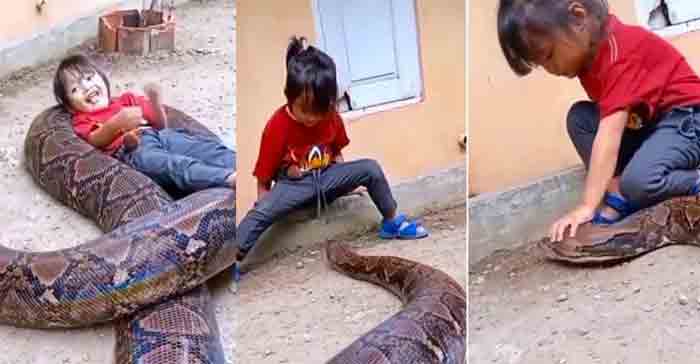 Little girl fearlessly plays with huge python, video goes viral: Watch, New Delhi, News, Video, Social Media, Child, National