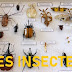 LES INSECTES recherche