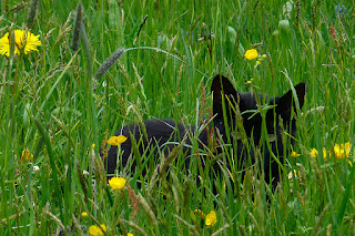 ine schwarze Katze duckt sich in das hohe Gras, darunter auch verschiedene Sorten Rispengrässer
