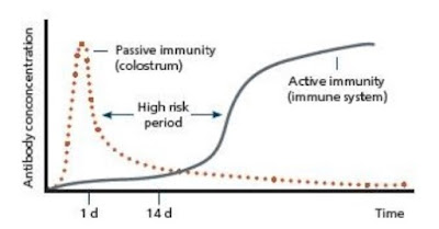 Why is colostrum important for beef calves?