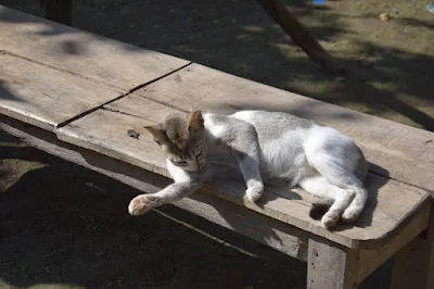 A female cat relaxing on a bench on a winter morning