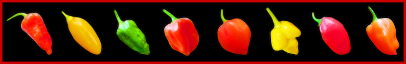 Chilli Pepper Art