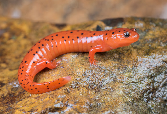 midland mud salamander ohio