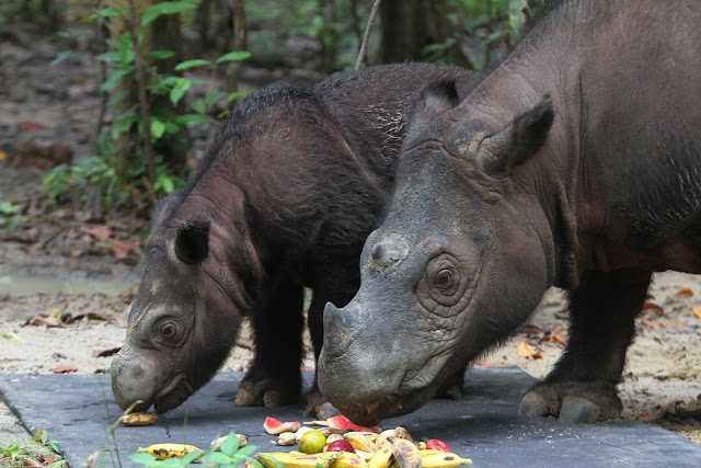 Recente estudo traz boas notícias para a conservação do rinoceronte de Sumatra