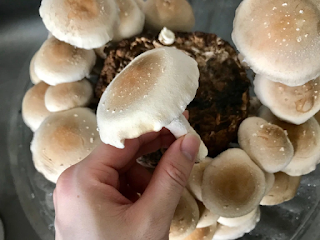 Is Mushroom farming training important?