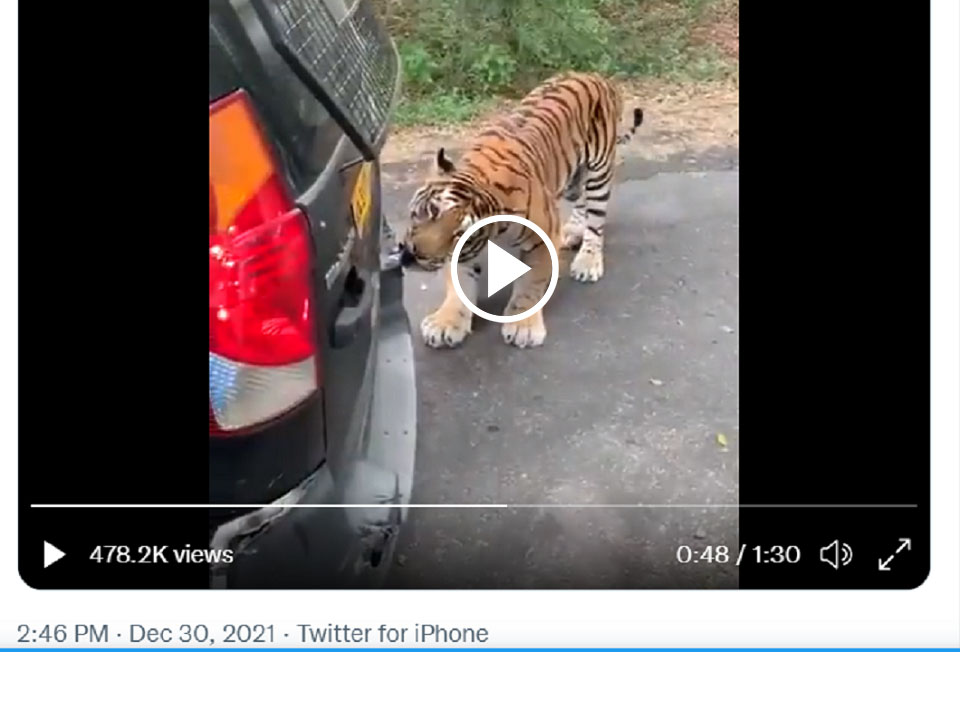 Tiger pulled Mahindra car 