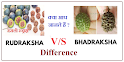 difference between rudraksha and bhadraksh