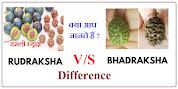 difference between rudraksha and bhadraksh