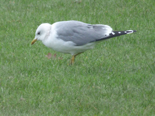 Adult Common Gull