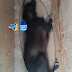 cães aparecem mortos suspeitos de envenenamento na cidade de Piancó