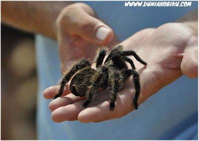 tarantula