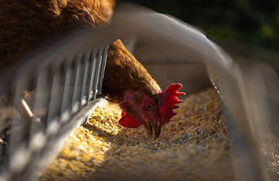 Cara agar ayam mau makan jagung