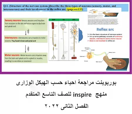 مراجعة احياء منهج انسبير للصف التاسع المتقدم الفصل الثانى 2022