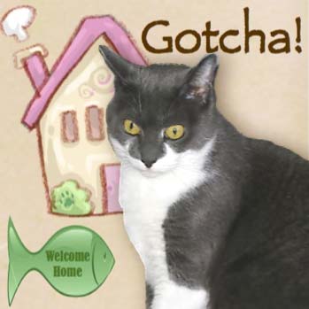 Feral Friday: Happy Gotcha Sweet 16