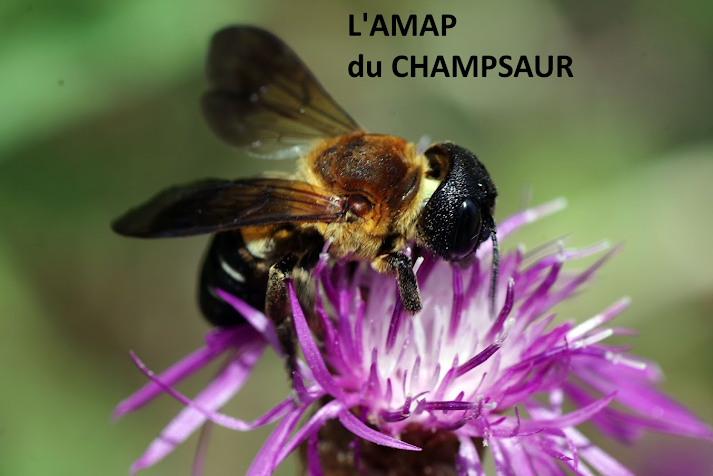               L'AMAP du Champsaur 