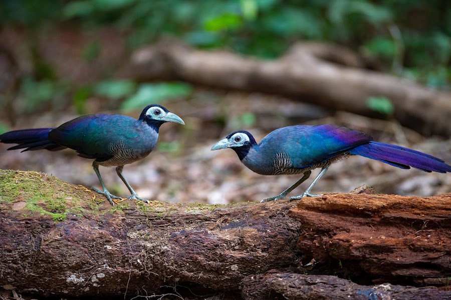 Birders Of Sabah Borneo Island