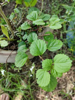 A planta Dólar (Plectranthus nummularius), também muito conhecida em algumas regiões como a Planta do Dinheiro, é uma das melhores plantas para se ter em vasos suspensos, seus galhos caem para fora do vaso e sua bela folhagem se destaca dando vida a qualquer ambiente.