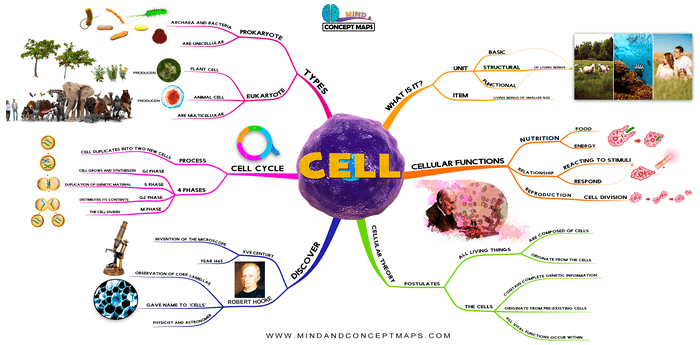 creative mind map of the cell