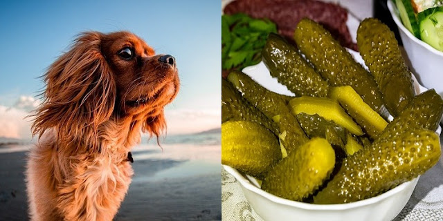 Can Dogs Eat Pickles 7