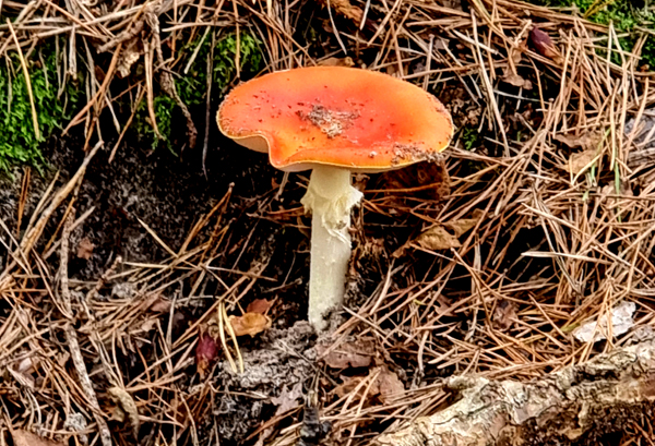 Orange Fungi at Pulborough