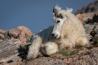 Mount Evans, Mountain Goat