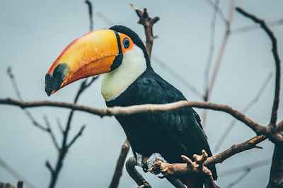 toucan bird