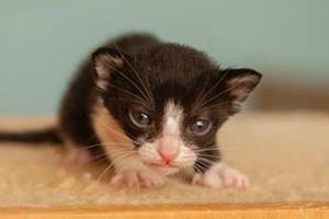 Foto Anak Kucing Anggora Baru Lahir