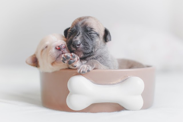 Your Complete Guide On How To Train Puppies
