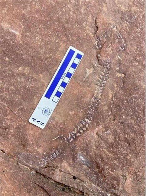 Παλαιοντολόγοι ανακάλυψαν απολίθωμα ηλικίας 300 εκατομμυρίων ετών