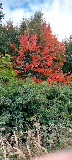 OTOÑO MOSCOVITA.