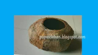 Pot Batok Kelapa