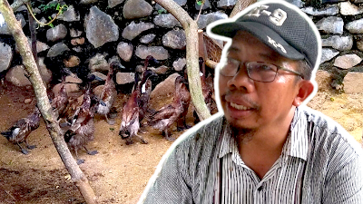 Desa Denggen Timur Geliatkan Ekonomi Masyarakat Dengan Beternak Bebek