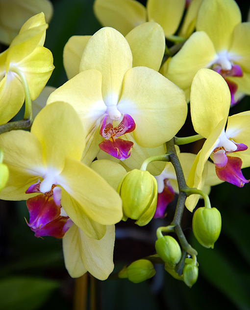 Orchid Daze 2022 | Atlanta Botanical Garden | Photo: Travis Swann Taylor