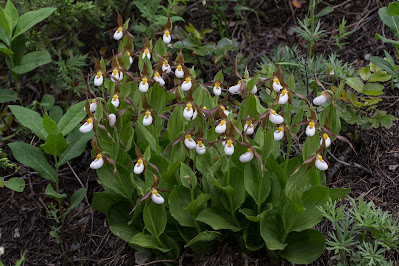 Cypripedium montanum - Large lady's slipper - Mountain lady's slipper - White lady's slipper care