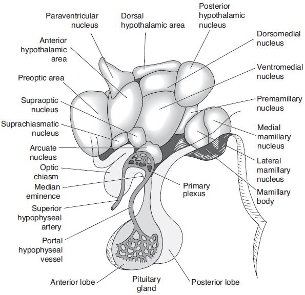 Human hypothalamus